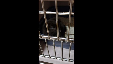 cats at petsmart pt 2