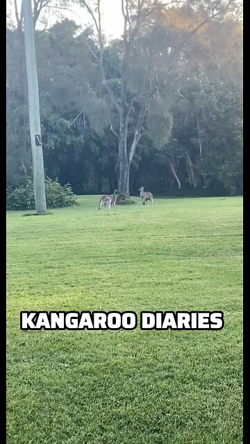 Kangaroos fighting