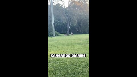 Kangaroos fighting 