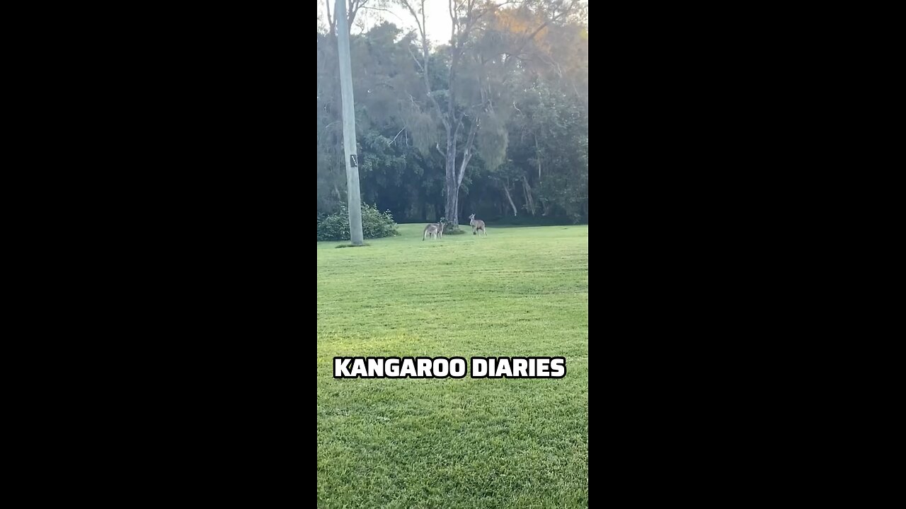 Kangaroos fighting