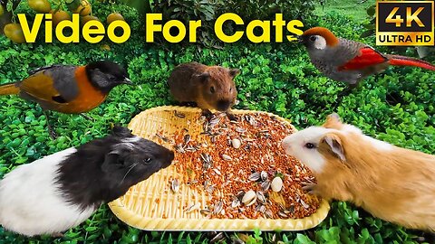 Ultimate Video for Cats - Birds, Squirrels & Nature Sounds for Hours of Fun