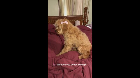 My Dog Living Her Best ‘Stay-At-Home Daughter’ Life 👑✨ (Bow + Blowout Edition!)