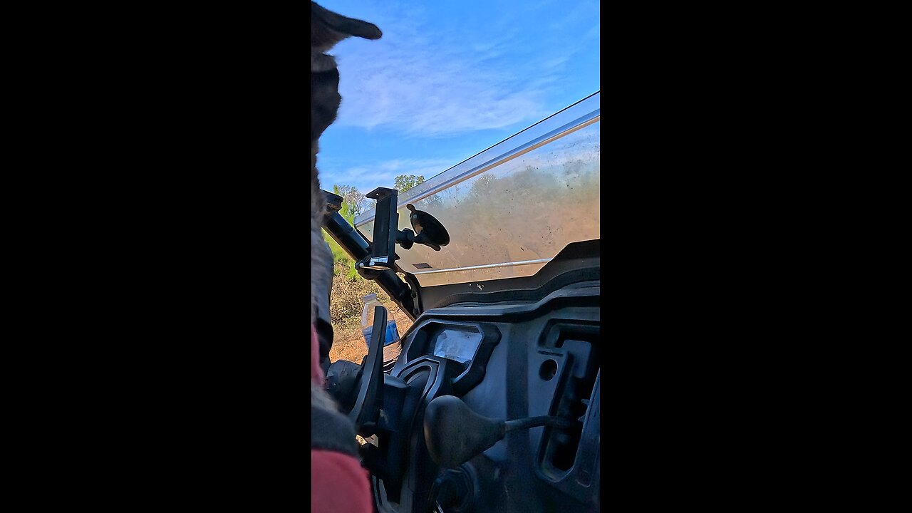 Brittany working a coyote