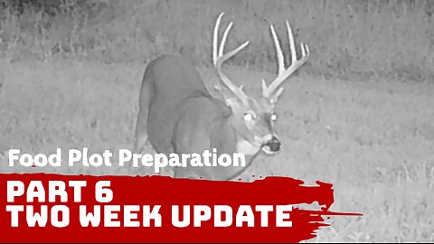 Deer Food Plot Preparation - Part 6 - Two week update