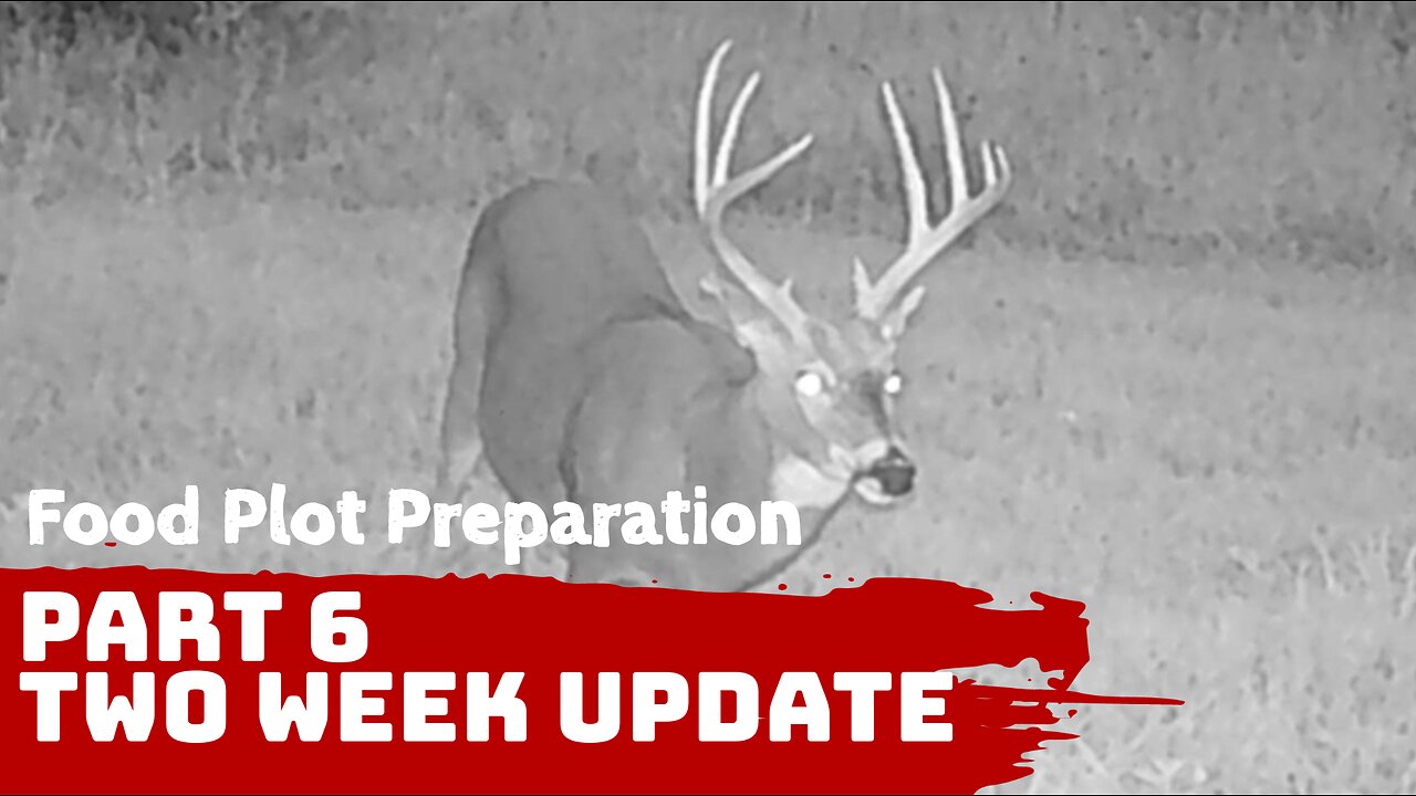 Deer Food Plot Preparation - Part 6 - Two week update