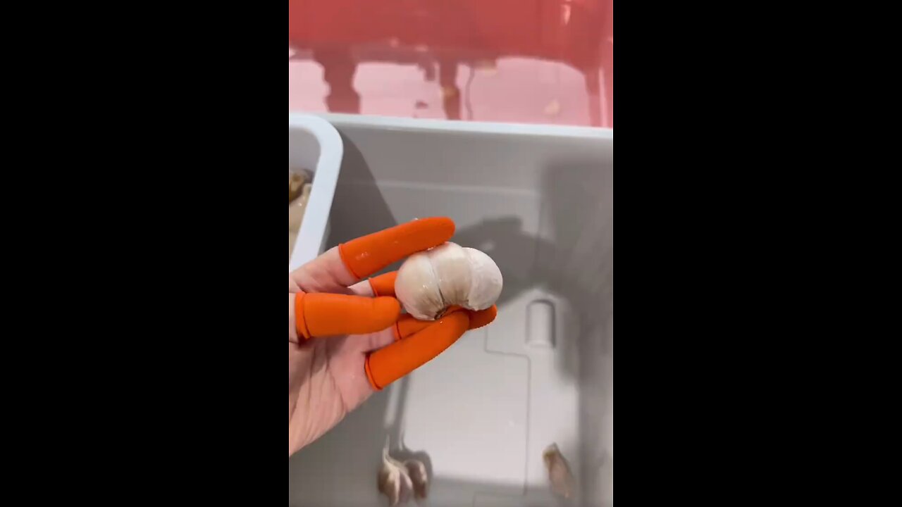 Girl How to Cutting Vegetable