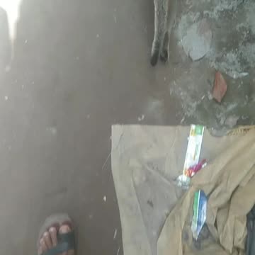 Cat is very funny walk