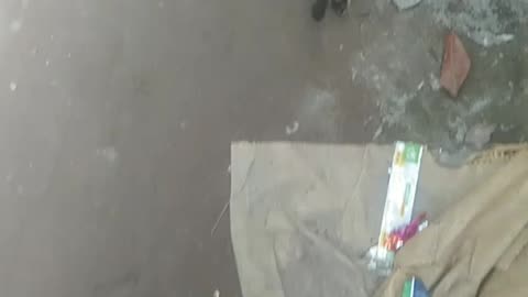 Cat is very funny walk