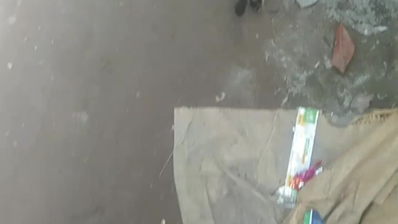 Cat is very funny walk