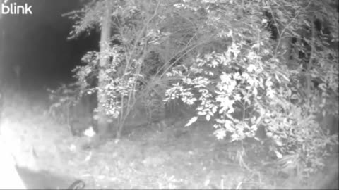 👻 Ghost on My Backyard Cam? Not Sure if This Qualifies as Ghost or Paranormal | TheHauntingHour