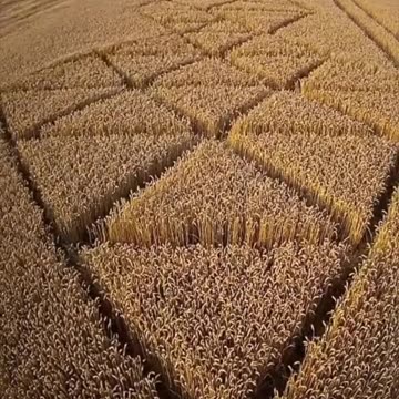 Farmers filmed the creation of crop circles 👽 Quantum entanglement is a phenomenon
