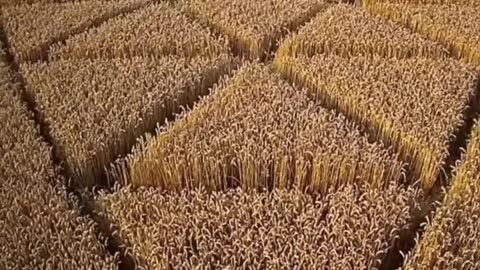 Farmers filmed the creation of crop circles 👽 Quantum entanglement is a phenomenon