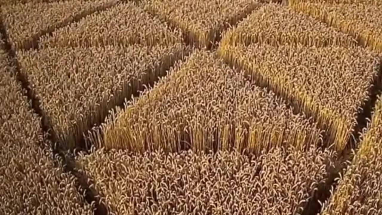 Farmers filmed the creation of crop circles 👽 Quantum entanglement is a phenomenon