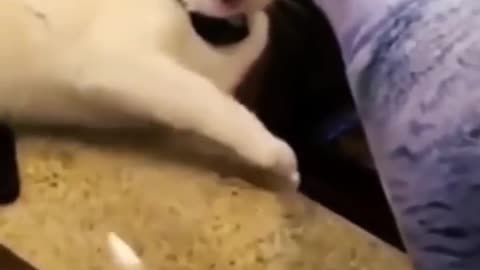 funny animals