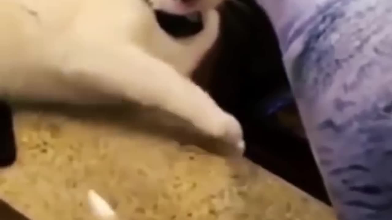funny animals