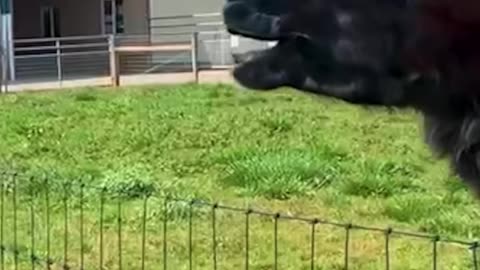 Funniest Cats and Dogs Compilation – Cute Animals Doing Funny Things