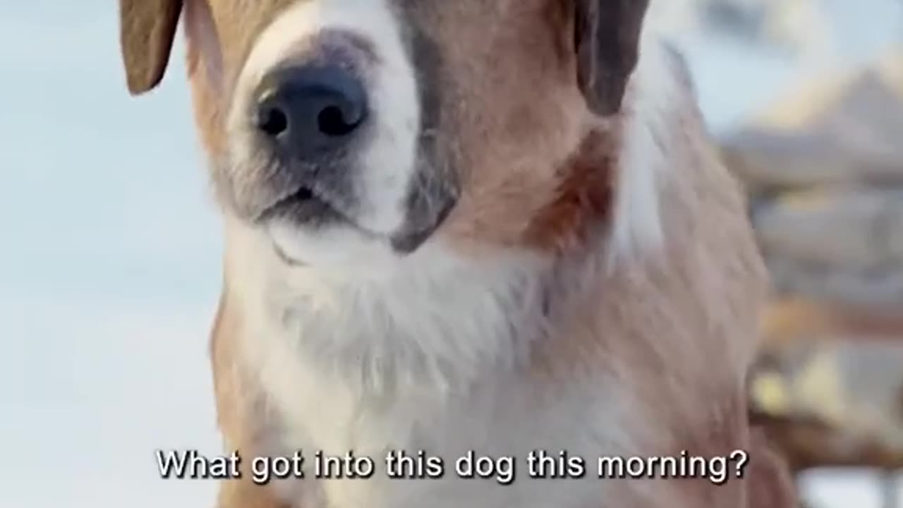 The brave dog buck 😄 best scenes of the call of the wild part 7
