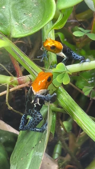 Ranitomeya Fantastica Calling!