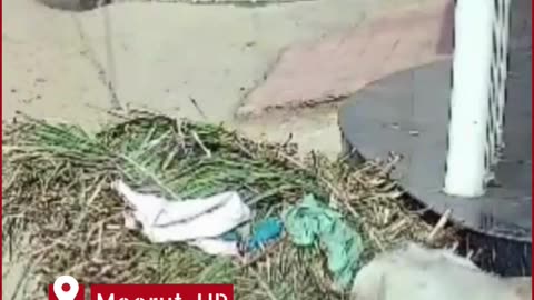 Meerut Tragedy Caught on CCTV: Bullock Cart Turns Fatal as Woman Crushed to Death