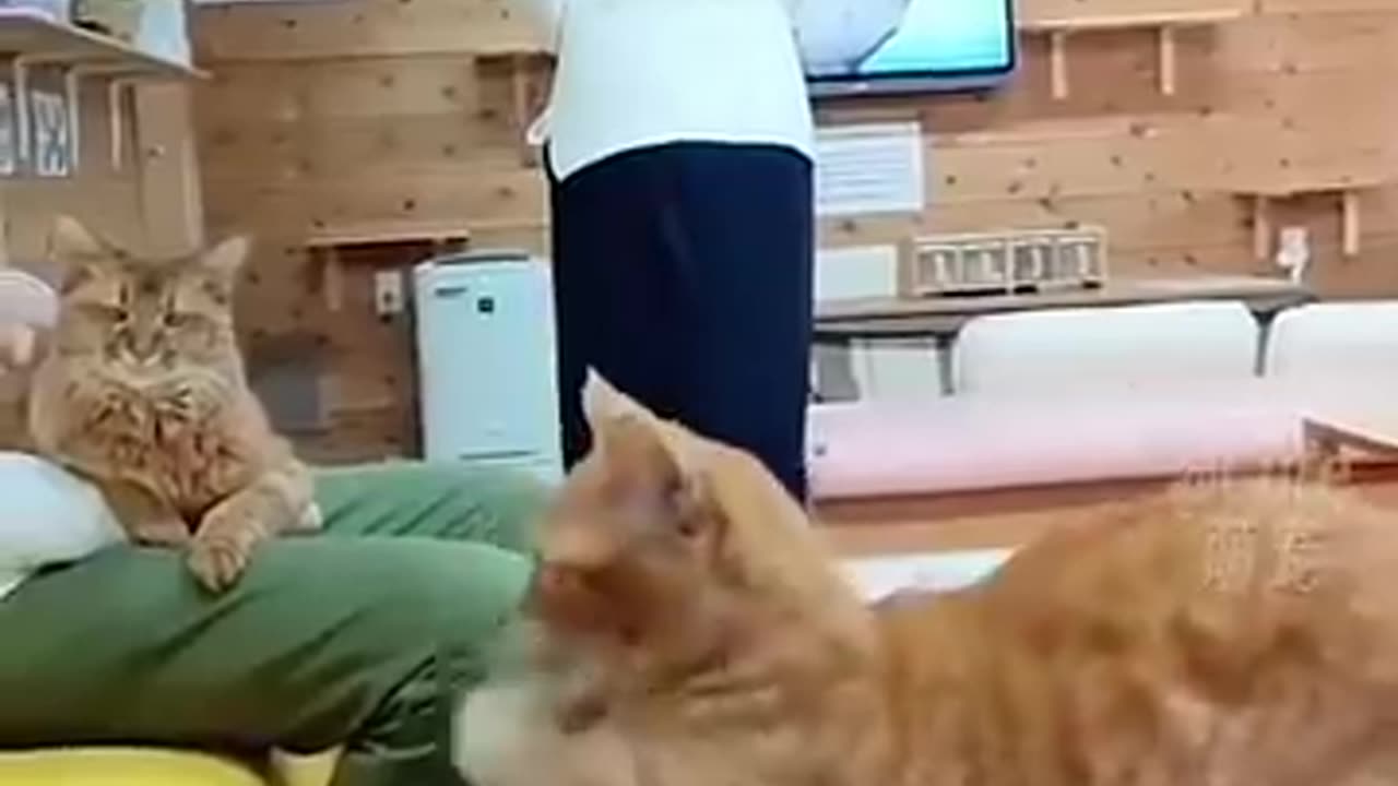 Funny cat