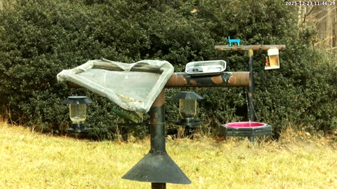 Bird Feeder in Western Maryland USA