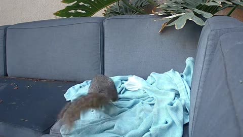 Play time. Squirrel having fun playing with his blankets.