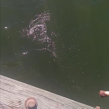 Snapper magnolia pier
