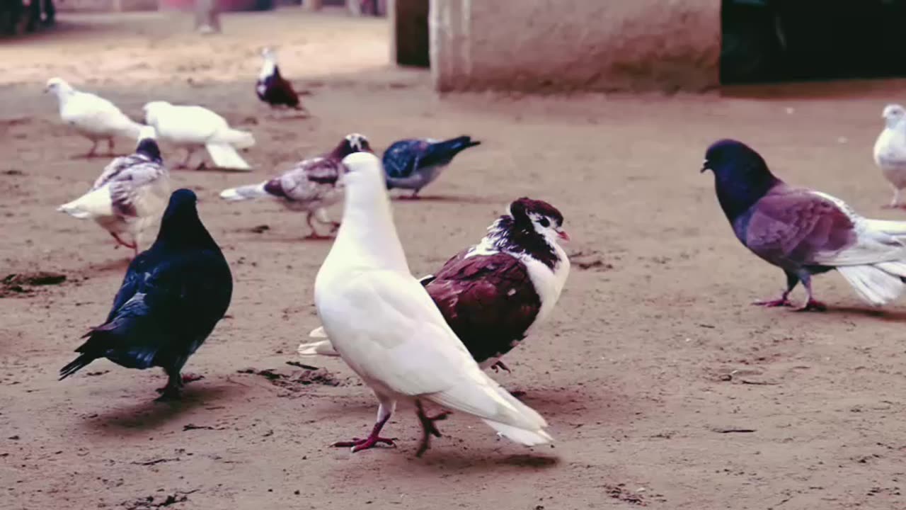 Beautiful Pigeons Eating Food | pigeons Sounds And feeding at Ground. #PigeonSounds #BirdLovers