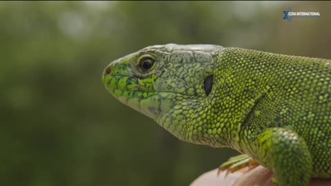 Ezra International Global TV Network