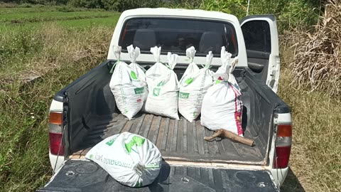 Cacao plantation Mae-On: 2025-02-01 05