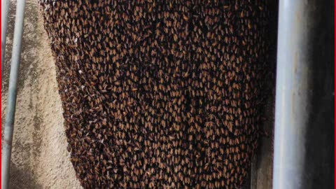 Anganwadi Cook Dies Saving Children from Bee Attack in MP’s Neemuch