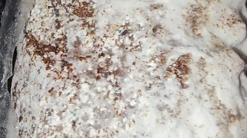 Purple Mystic/ Fruiting Chamber