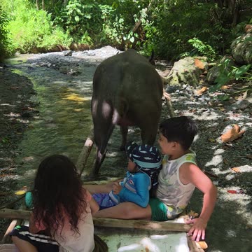 Expat in the Philippines Behind the Scenes Drama 😂 | When the Carabao Has Other Plans 🇵🇭