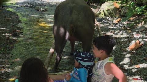 Expat in the Philippines Behind the Scenes Drama 😂 | When the Carabao Has Other Plans 🇵🇭