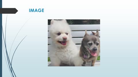 Best Group Dog Walks in North Ryde