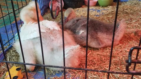 "Five more minutes." #SparklegleamFarm #Lemongrab #Tooey #homestead #geese #farmanimals