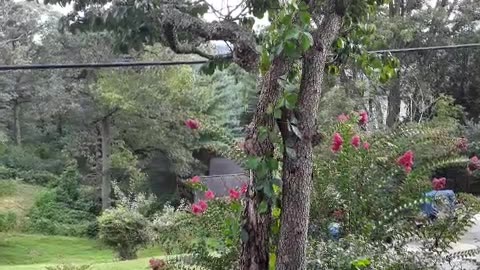 Confederate Soldier Drop