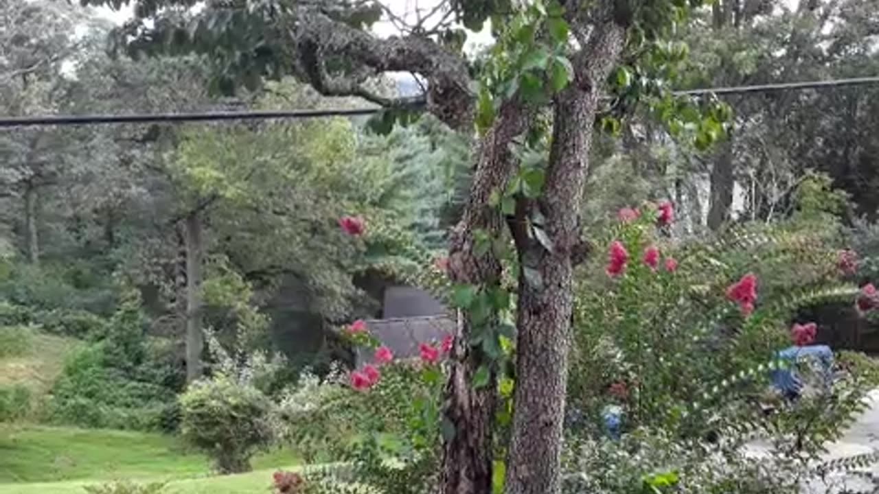 Confederate Soldier Drop