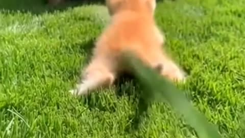 Tiny Kitten Chases Giant Tortoise! 🐢🐱 The Cutest Race Ever