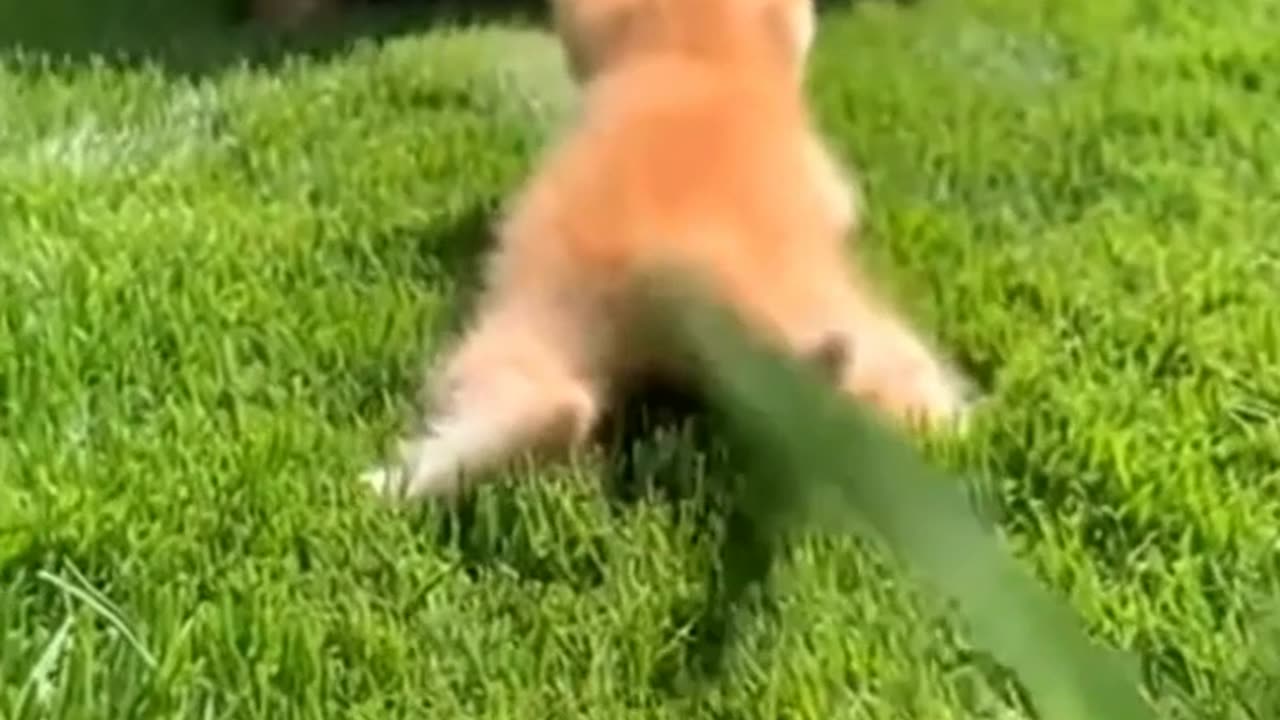 Tiny Kitten Chases Giant Tortoise! 🐢🐱 The Cutest Race Ever