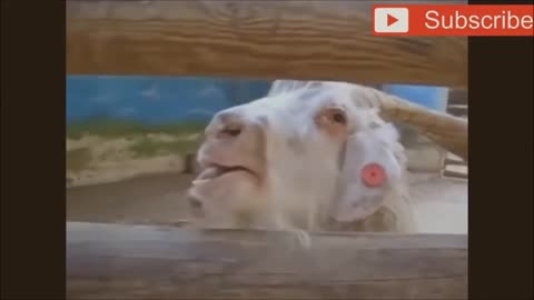 Goats Screaming Like Humans, Try Not to Laugh 🐐 😲 😀 😂 🤣 Compilation (1)