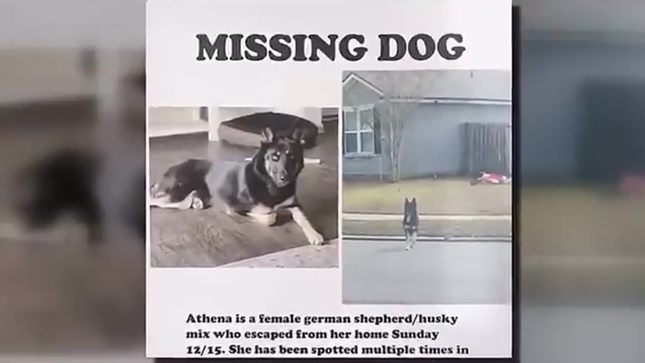 Athena the dog returns home after 9 days & rings doorbell at 2am on Christmas Eve