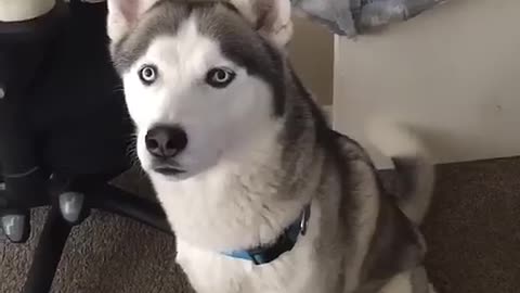 Siberian Husky speaking funny