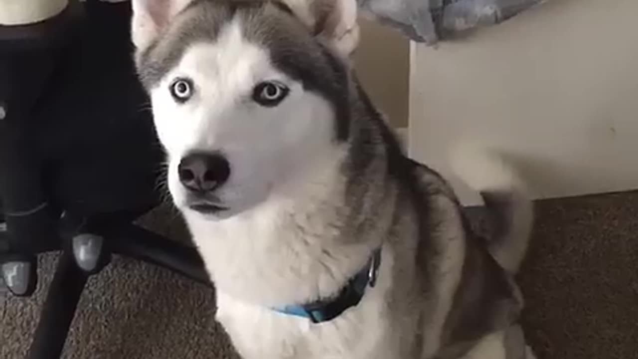 Siberian Husky speaking funny
