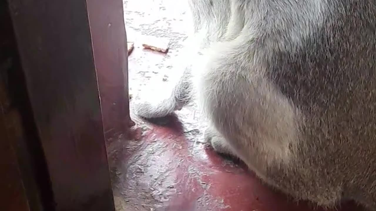 Cat love video cute Cat funny moment