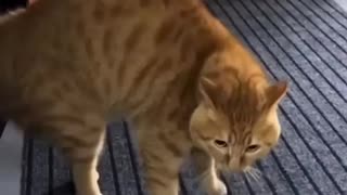Shocking: OMG Cats Can Talk!!?? |☺️😁🤣| #cantbelieveit #trending #omgsocutecat |