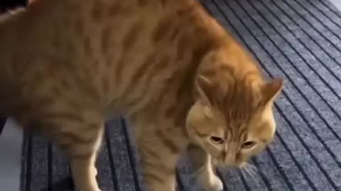 Shocking: OMG Cats Can Talk!!?? |☺️😁🤣| #cantbelieveit #trending #omgsocutecat |