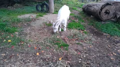 山羊さん落ち葉を食べている