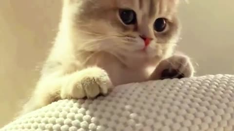 Cute kittens❤️ #cat #kittens #pets #babycat #funnycats #cutecat