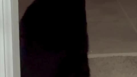 Cute Precious Piper Guards the Bathroom - My Adopted Shelter Cat Vlog #shorts